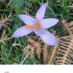 Crocus nudiflorusFlor