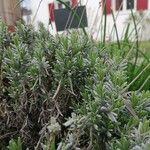 Lavandula angustifoliaЛист