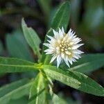 Alternanthera philoxeroides 花