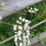 Valeriana dioica Λουλούδι