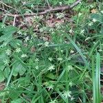 Stellaria palustrisFlower