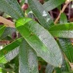Acridocarpus adenophorus Leaf