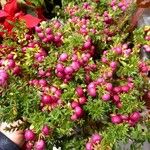 Vaccinium macrocarpon Фрукт