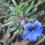 Lithodora fruticosa Λουλούδι