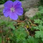 Geranium himalayense 花