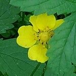 Potentilla reptans Kvet