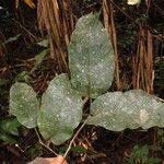 Milicia excelsa Habit
