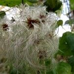 Clematis vitalba Owoc