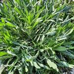 Plantago weldenii Leaf