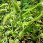 Cerastium brachypetalum Hoja