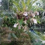 Trichopilia marginata Flower