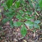 Trichilia elegans Leaf