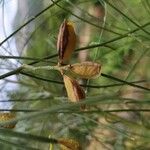 Retama monosperma Fruit