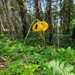 Lilium columbianum ফুল