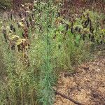 Erigeron canadensisFlower