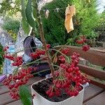 Ardisia crenata Froito