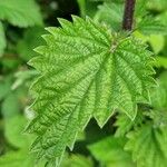 Urtica dioica Leaf