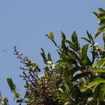 Baphia pubescens Λουλούδι