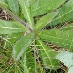 Pilosella aurantiaca Levél