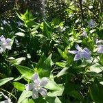 Vinca difformisFloare