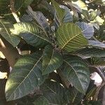 Ficus habrophylla 葉