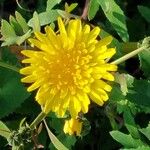 Sonchus tenerrimus Квітка