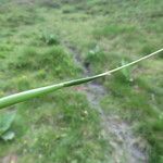 Phleum alpinum Blad