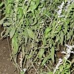 Salvia reflexa Blatt