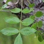 Zanthoxylum chalybeum पत्ता