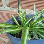 Chlorophytum comosumFlower