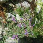 Scutellaria alpina Flower