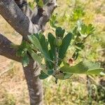 Crataegus azarolusBlad