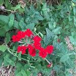 Glandularia peruviana 花