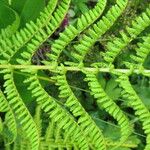 Dryopteris oreades Leaf