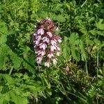 Orchis purpureaᱵᱟᱦᱟ