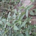 Lippia alba Foglia