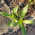 Valeriana lecoqiiLeaf