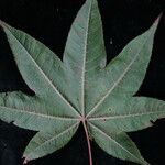 Acer campbellii Kita