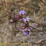 Plumbago europaea Otro