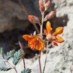 Hoffmannseggia glauca Flower