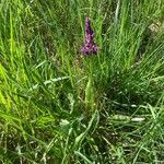 Orchis mascula Hábito