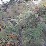 Acacia macrostachya Blatt