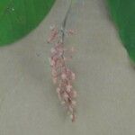 Isertia spiciformis Floro