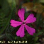 Silene stockenii Fiore