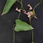 Aristolochia triangularis List