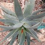 Aloe striata 葉