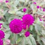 Gomphrena globosa Blüte