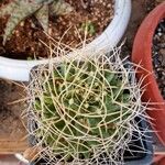 Mammillaria decipiensFolla