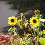 Helianthus petiolaris ശീലം