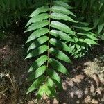 Ailanthus altissimaHostoa